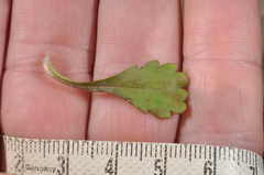 Brachyscome sinclairii