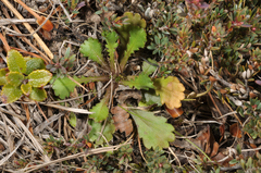 Brachyscome sinclairii