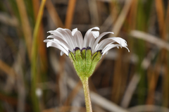 Brachyscome sinclairii