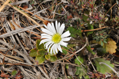 Brachyscome sinclairii