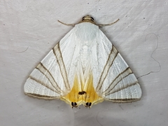 Eulepidotis geminata