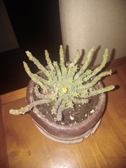 Crassulaceae