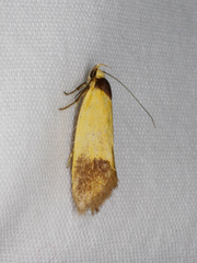 Coesyra
