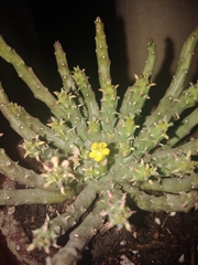 Crassulaceae