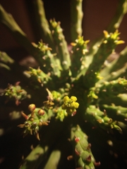 Crassulaceae