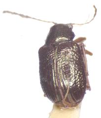 Percolaspis