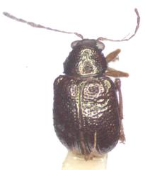 Percolaspis