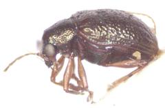 Percolaspis