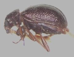 Percolaspis