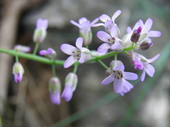 Noccaea bulbosa