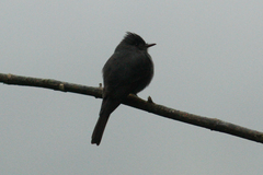 Contopus fumigatus