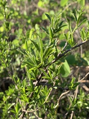 Turraea obtusifolia