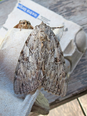 Catocala subnata