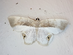 Opisthoxia