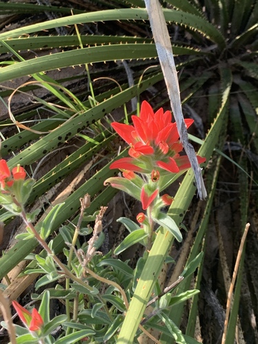 Wholeleaf Paintbrush