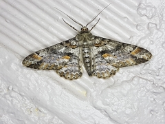 Iridopsis chalcea