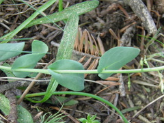 Noccaea bulbosa