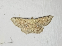Cyclophora coecaria