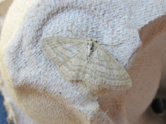 Scopula inductata