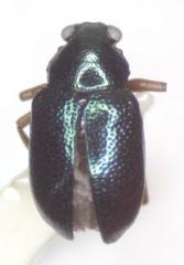 Zenocolaspis