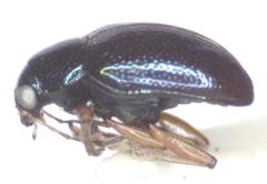 Zenocolaspis
