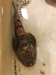 Dasycottus setiger