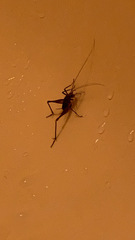 Tachycines asynamorus
