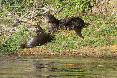 North American River Otter photographed in New Mexico