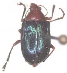 Chalcophana mutabilis