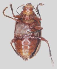 Chalcophana mutabilis