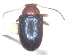 Chalcophana mutabilis