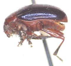 Chalcophana mutabilis