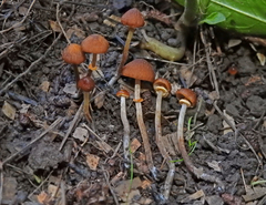 Pholiotina gracilenta