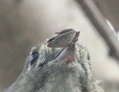 Euschistus conspersus