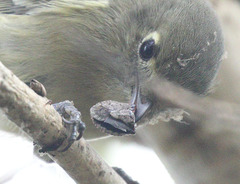 Euschistus conspersus