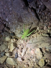 Eremopedes covilleae