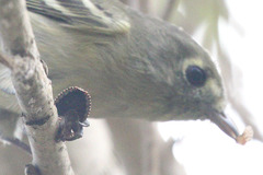 Euschistus conspersus