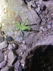 Eremopedes covilleae