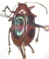 Chalcophana mutabilis