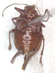 Chalcophana mutabilis