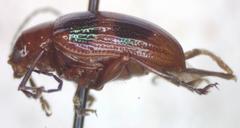 Chalcophana mutabilis