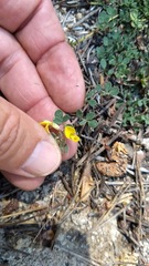 Acmispon decumbens