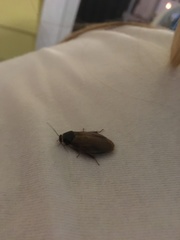 Pycnoscelus surinamensis