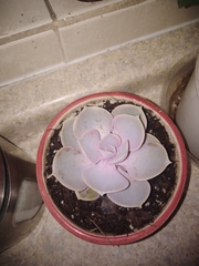 Echeveria gibbiflora × potosina