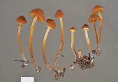 Pholiotina gracilenta