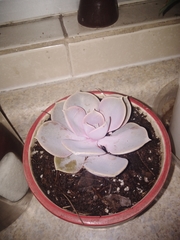 Echeveria gibbiflora × potosina
