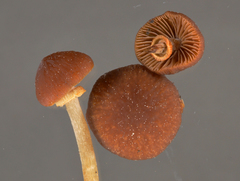Pholiotina gracilenta