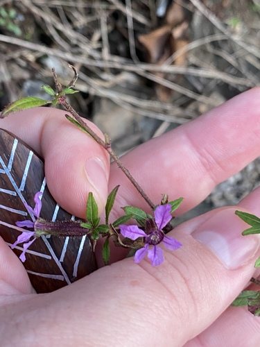 Blue waxweed (Cuphea viscosissima)