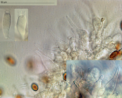 Pholiotina gracilenta