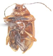 Chalcophana mutabilis